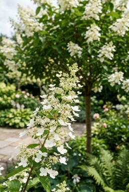 Hydrangea paniculata 'Kyushu' halfstam stamhoogte 90 cm C10