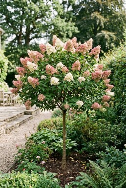 Hydrangea paniculata 'Pink Diamond' halfstam stamhoogte 100 cm C10