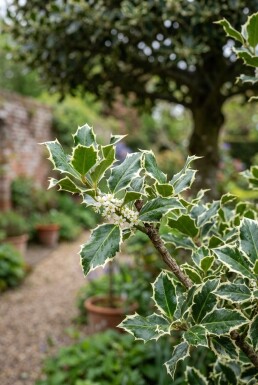 Ilex aquifolium 'Argentea Marginata' halfstam stamhoogte 90 cm C10