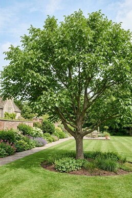 Juglans regia 'Broadview' beveerd 175-200 cm C10