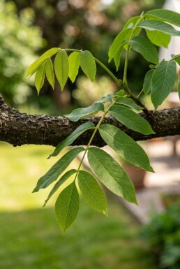 Juglans regia 'Broadview' beveerd 175-200 cm C10