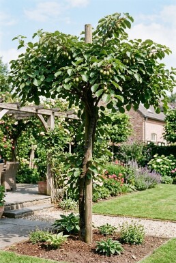 Actinidia arguta 'Fresh Jumbo' gestokt 80-100 cm C2