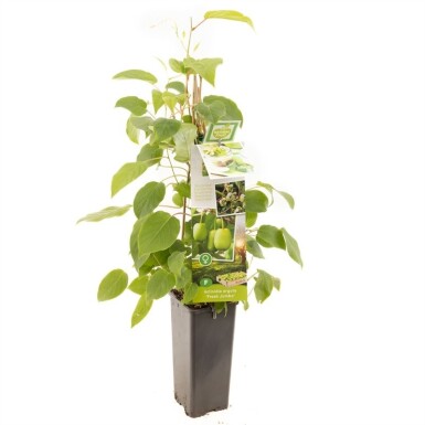 Actinidia arguta 'Fresh Jumbo' gestokt 80-100 cm C2