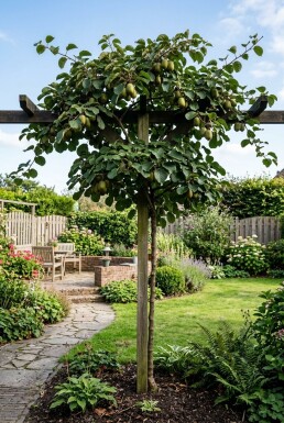Actinidia arguta 'Fresh Jumbo' gestokt 80-100 cm C2