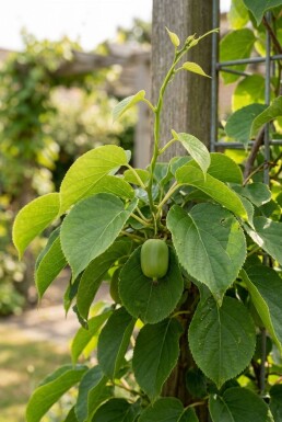 Actinidia arguta 'Fresh Jumbo' gestokt 80-100 cm C2