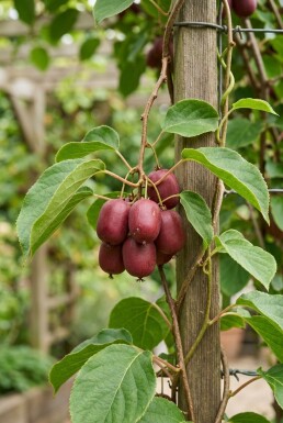 Actinidia arguta 'Ken's Red' 50 cm C2