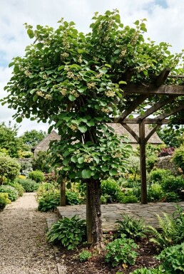 Actinidia chinensis 'Jenny' gestokt 50 cm C2
