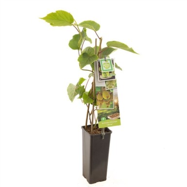 Actinidia chinensis 'Jenny' gestokt 50 cm C2