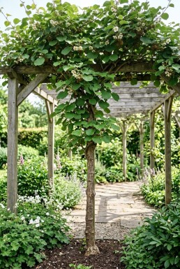 Actinidia chinensis 'Jenny' gestokt 50 cm C2