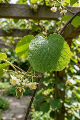 Actinidia chinensis 'Jenny' gestokt 50 cm C2