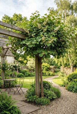 Actinidia chinensis 'Atlas' gestokt 50 cm C2