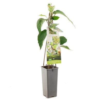Actinidia chinensis 'Atlas' gestokt 50 cm C2