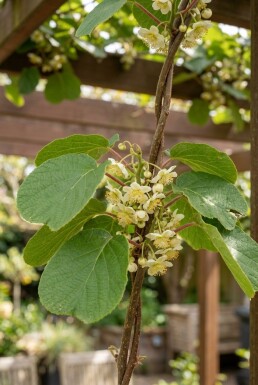 Actinidia chinensis 'Atlas' gestokt 50 cm C2
