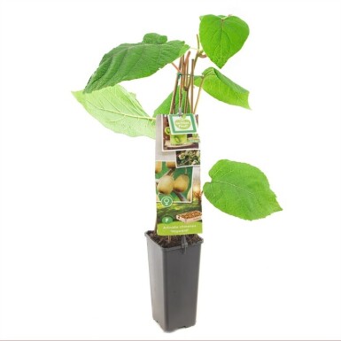 Actinidia chinensis 'Hayward' gestokt 50 cm C2