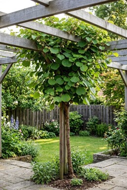 Actinidia chinensis 'Hayward' gestokt 50 cm C2