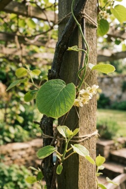 Actinidia chinensis 'Hayward' gestokt 50 cm C2
