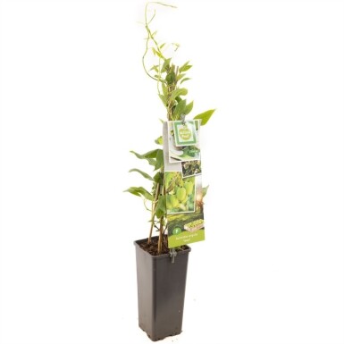 Actinidia arguta 'Issai' gestokt 50 cm C2