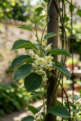 Actinidia arguta 'Issai' gestokt 50 cm C2