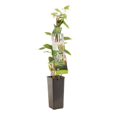 Actinidia arguta 'Weiki' gestokt 50 cm C2