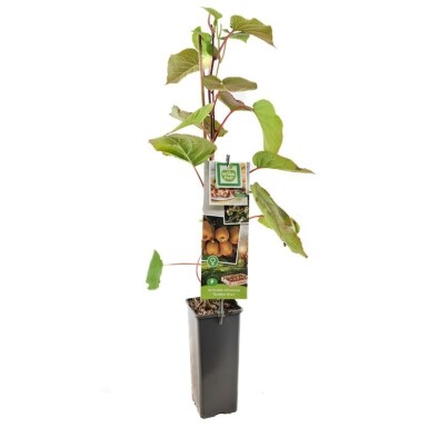 Actinidia chinensis 'Golden Kiwi' gestokt 50 cm C2