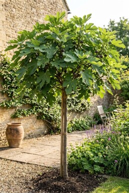 Ficus carica 'Brown Turkey' gestokt 80 cm C2