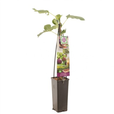 Ficus carica 'Brown Turkey' gestokt 80 cm C2