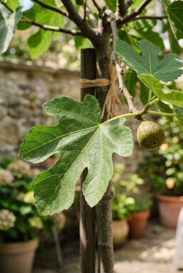 Ficus carica 'Brown Turkey' gestokt 80 cm C2