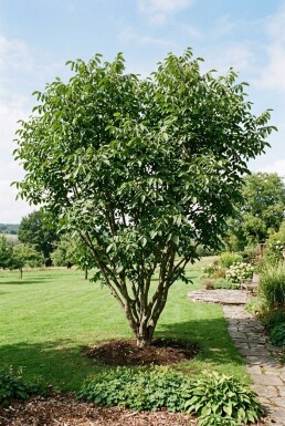 Juglans regia struik 200 cm C5