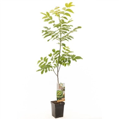 Juglans regia struik 200 cm C5
