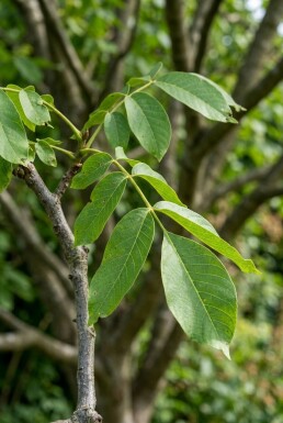 Juglans regia struik 200 cm C5