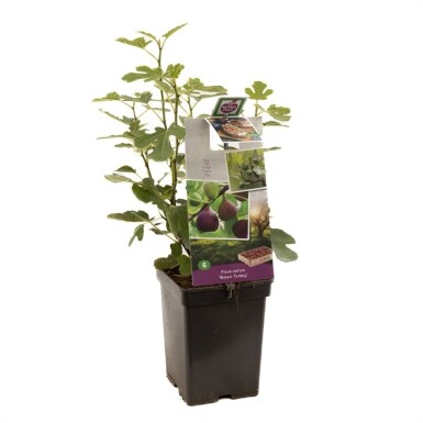 Ficus carica 'Brown Turkey' struik 80 cm C5