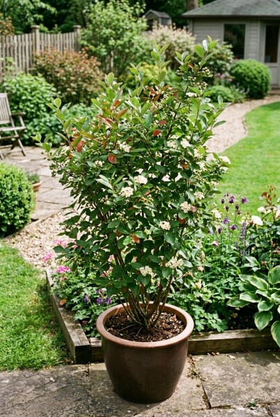 Aronia melanocarpa struik 60 cm C5