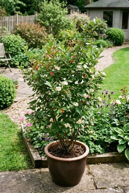 Aronia melanocarpa struik 60 cm C5