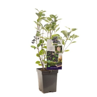 Aronia melanocarpa struik 60 cm C5