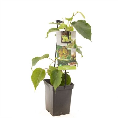 Actinidia chinensis 'Jenny' draagbeugel 50 cm C5