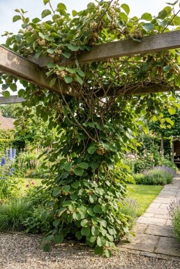 Actinidia chinensis 'Jenny' draagbeugel 50 cm C5