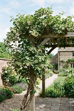 Actinidia chinensis 'Huwelijk' draagbeugel 60 cm C5