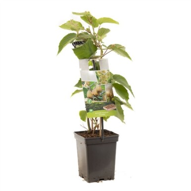 Actinidia chinensis 'Huwelijk' draagbeugel 60 cm C5
