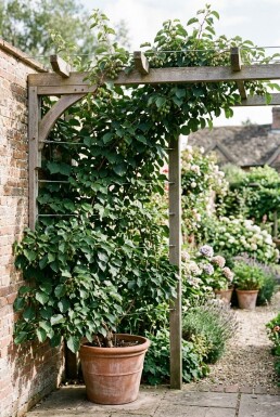 Actinidia arguta 'Issai' draagbeugel 60 cm C5