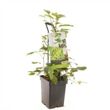 Actinidia arguta 'Issai' draagbeugel 60 cm C5