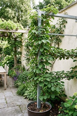 Actinidia arguta 'Issai' draagbeugel 60 cm C5