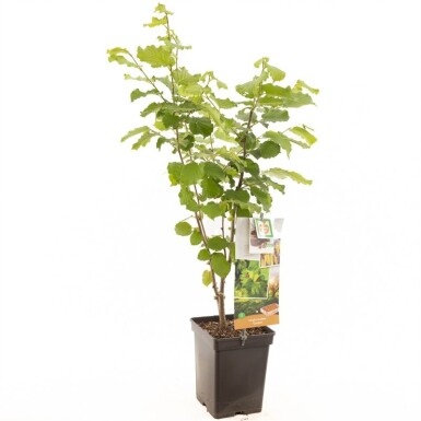 Corylus avellana 'Cosford' draagbeugel 50 cm C5