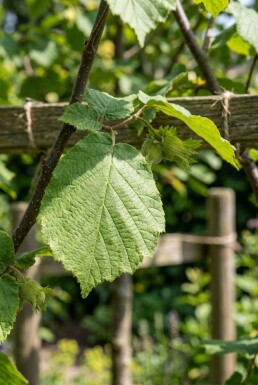 Corylus avellana 'Cosford' draagbeugel 50 cm C5