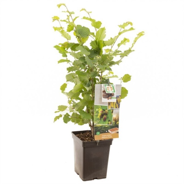 Corylus avellana 'Halle'sche Riesennuss' Draagbeugel 50 cm C5