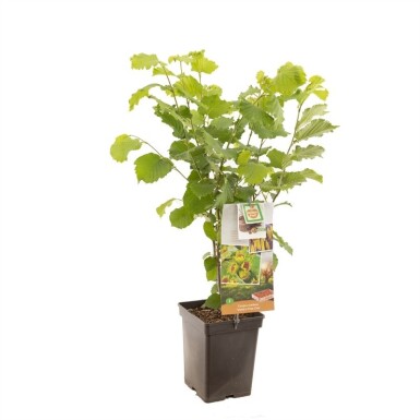 Corylus avellana 'Webb's Prize Cob' draagbeugel 50 cm C5