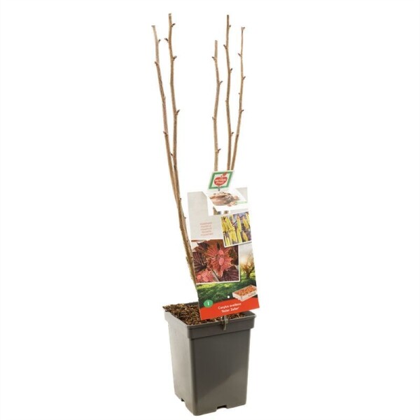 Corylus avellana 'Roter Zeller' Draagbeugel 50 cm C5