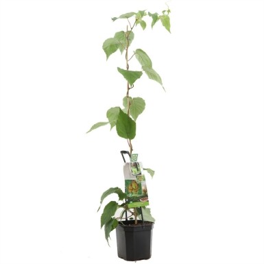 Actinidia chinensis 'Jenny' draagbeugel 50 cm C7,5