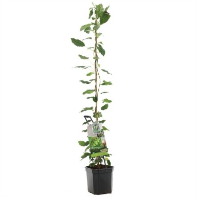 Actinidia arguta 'Issai' draagbeugel 80 cm C7,5
