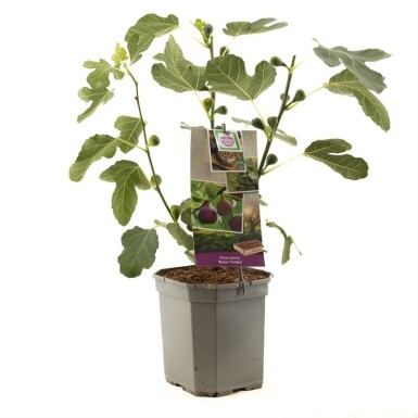 Ficus carica 'Brown Turkey' draagbeugel 100 cm C7,5