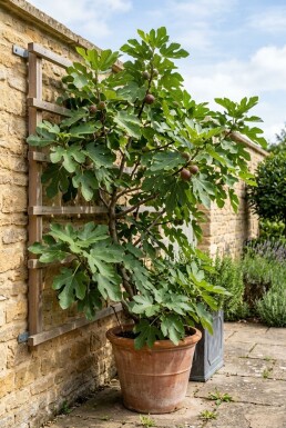 Ficus carica 'Brown Turkey' draagbeugel 100 cm C7,5